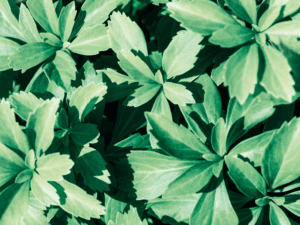 Healthy Pachysandra Terminalis Healthy Japanese Pachysandra terminalis ground cover bed