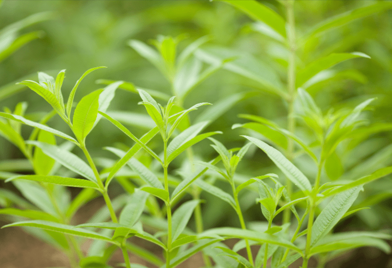 Lemon Verbena Lemon Verbena