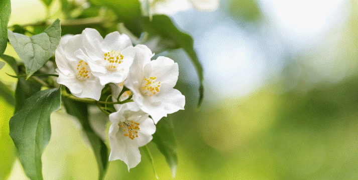Mock Orange Mock Orange