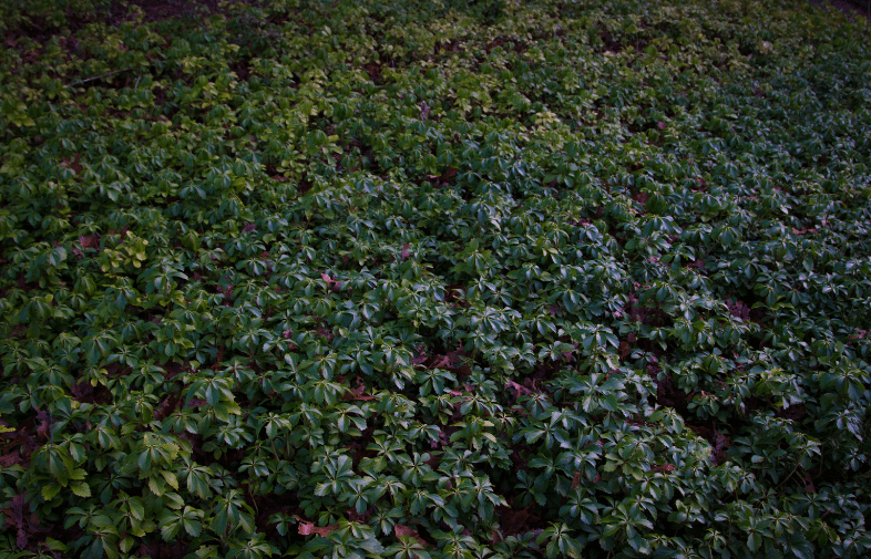 Pachysandra Ground Cover Dense green Pachysandra ground cover growing under a shade tree