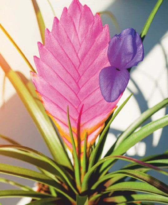 Pink Quill Pink Quill