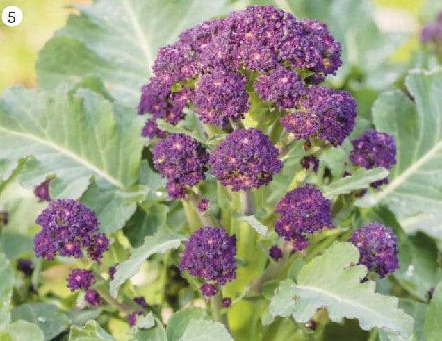 Purple sprouting broccoli Purple sprouting broccoli