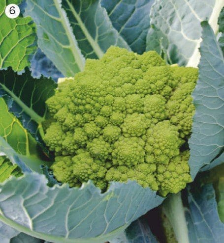 Romanesco broccoli Romanesco broccoli