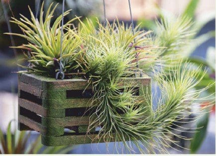 SKY PLANT SKY PLANT