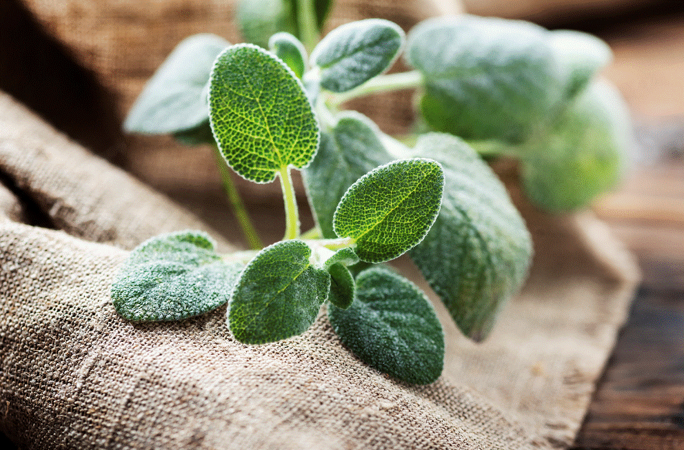Sage Health Benefits Fresh sage leaves growing in an herb garden