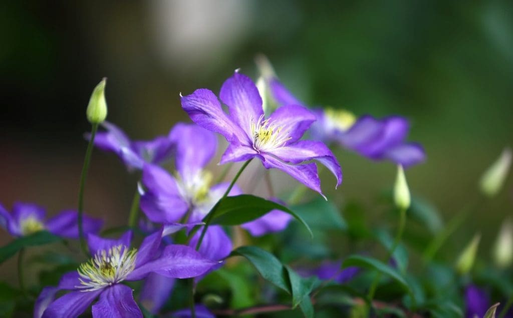 Spring Clematis Spring Clematis