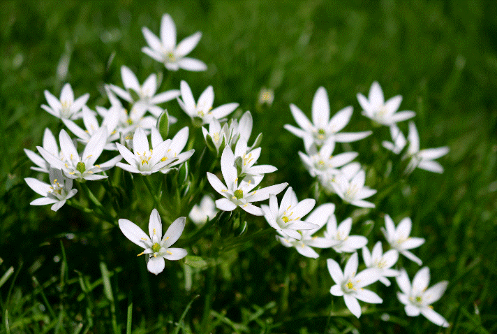 Star of Bethlehem Star of Bethlehem