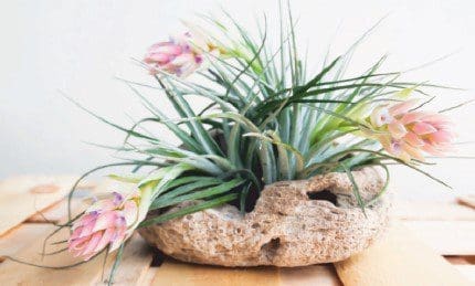 Stricta Stricta
