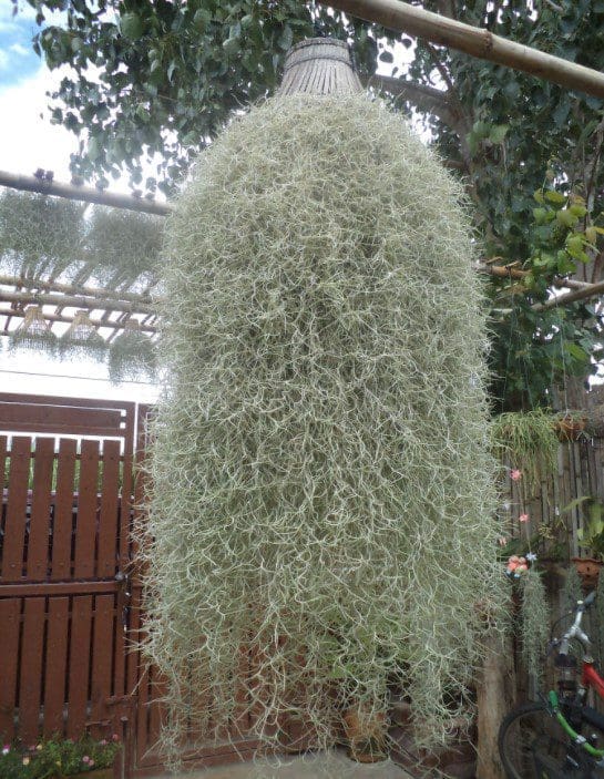 TILLANDSIA-Spanish Moss TILLANDSIA-Spanish Moss