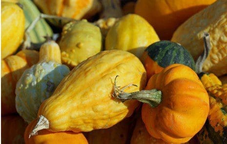 Winter Squash Winter Squash