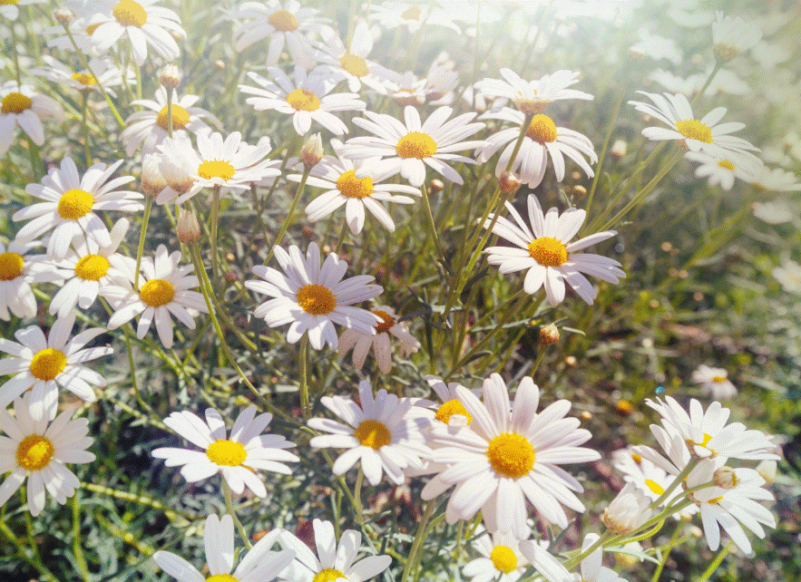 How to Grow Chamomile Fresh chamomile flowers blooming in an herb garden with white petals and yellow centers