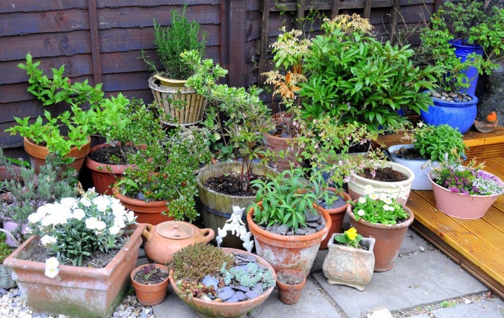 Container Gardening Container Gardening