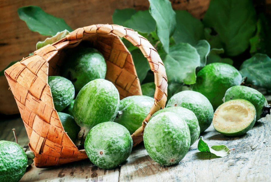 feijoa feijoa