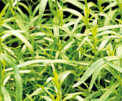 Artemisia dracunculus Artemisia dracunculus