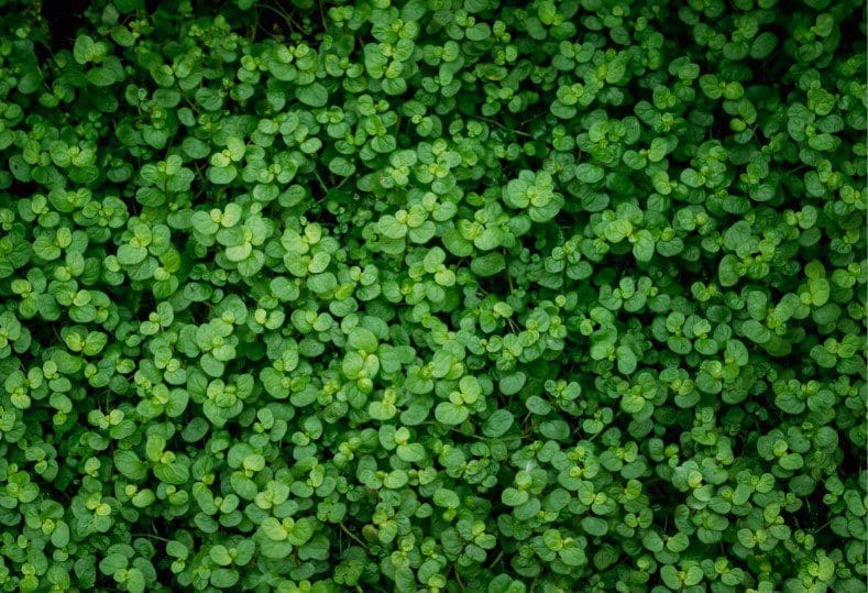 Baby’s Tear Plant Baby’s Tear Plant
