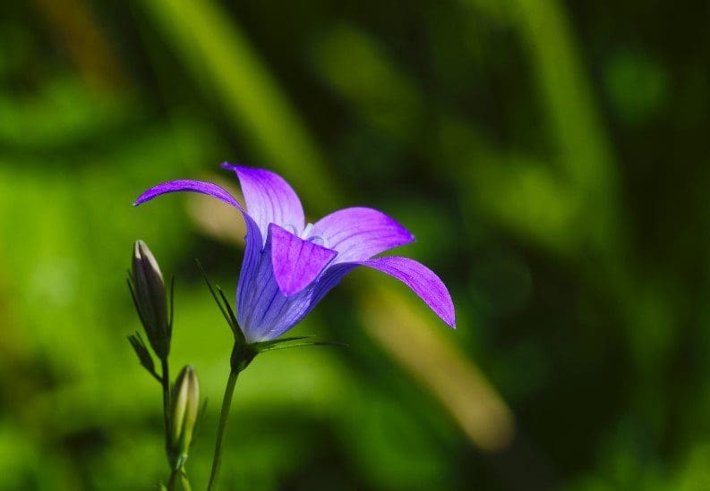 Blue Campanula Bellflower A dense cluster of vibrant blue, star-shaped Campanula bellflowers in full bloom.