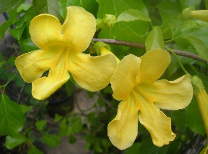 Cats Claw Vine Plant A lush, blooming Cat's Claw vine covered in bright yellow trumpet-shaped flowers.