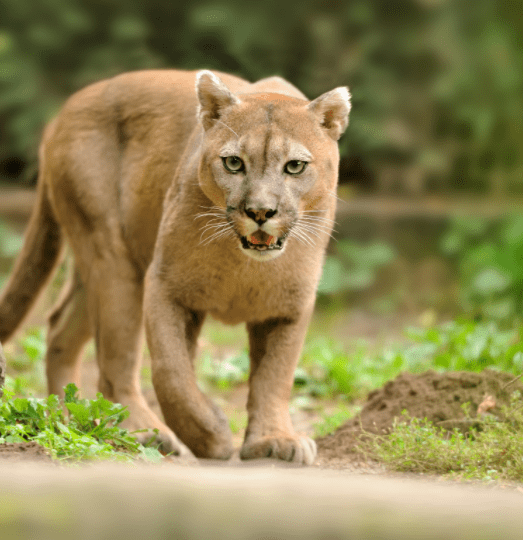 Cougar loving Orchids Cougar loving Orchids