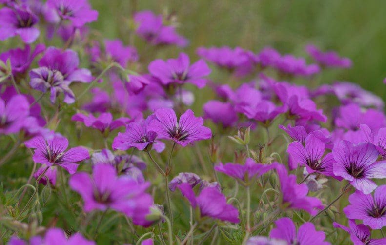 Cranesbill Geraniums Cranesbill geraniums blooming with purple flowers in a perennial garden