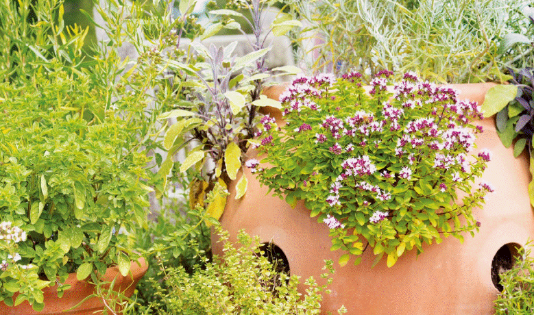 How To Start Herb Garden How To Start Herb Garden