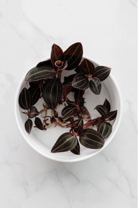 Jewel Orchid - Ludisia Jewel Orchid - Ludisia