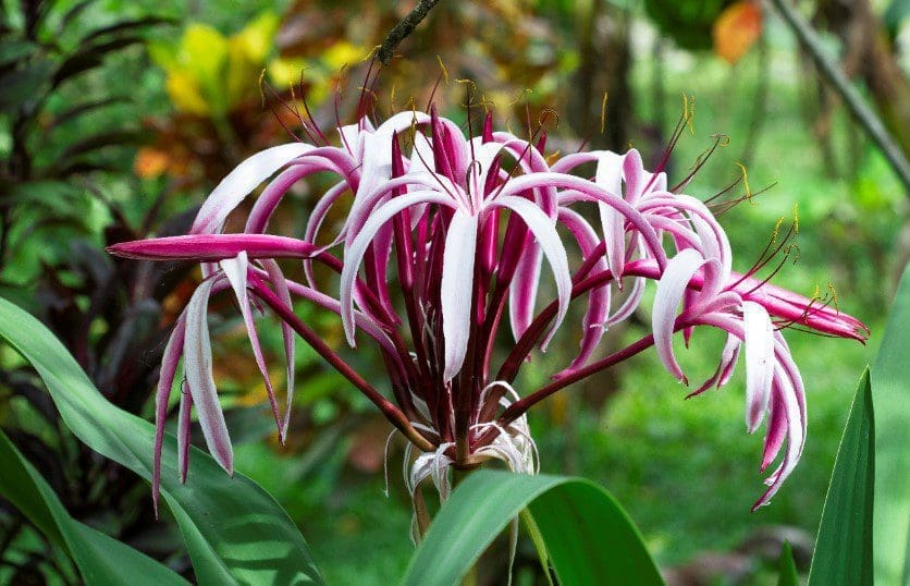 Lily Flowers Lily Flowers