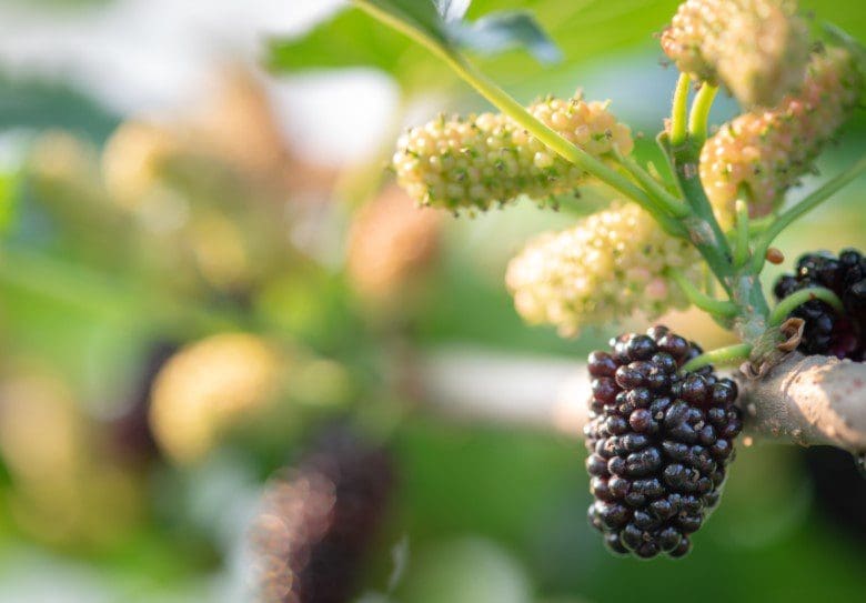 Mulberry Tree Fruit A close-up of dark, ripe black mulberries growing on a lush green branch.