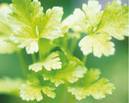 Petroselinum crispum Petroselinum crispum