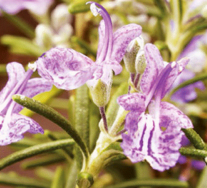 Salvia rosmarinus Salvia rosmarinus