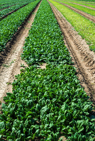 Spinach Spinach
