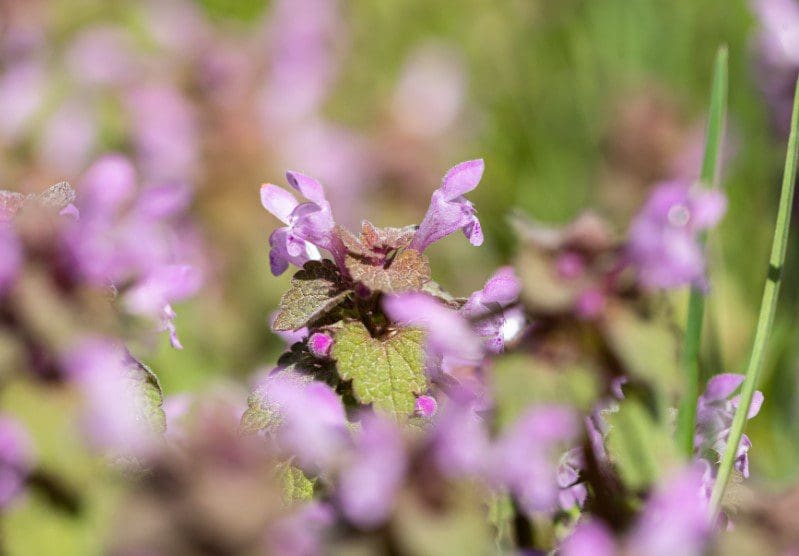 Spotted Deadnettle Spotted Deadnettle