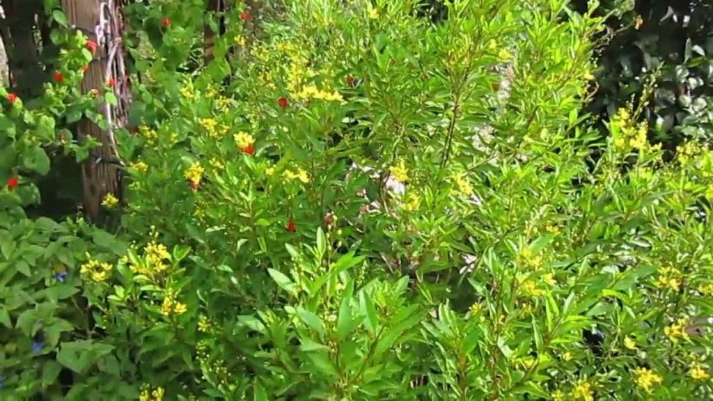Thryallis Shrub in Bloom A dense Thryallis shrub covered in bright yellow star-shaped flowers
