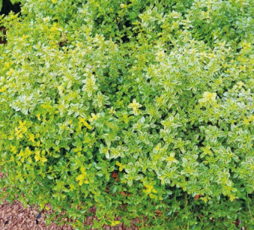 Thymus Vulgaris Thymus Vulgaris