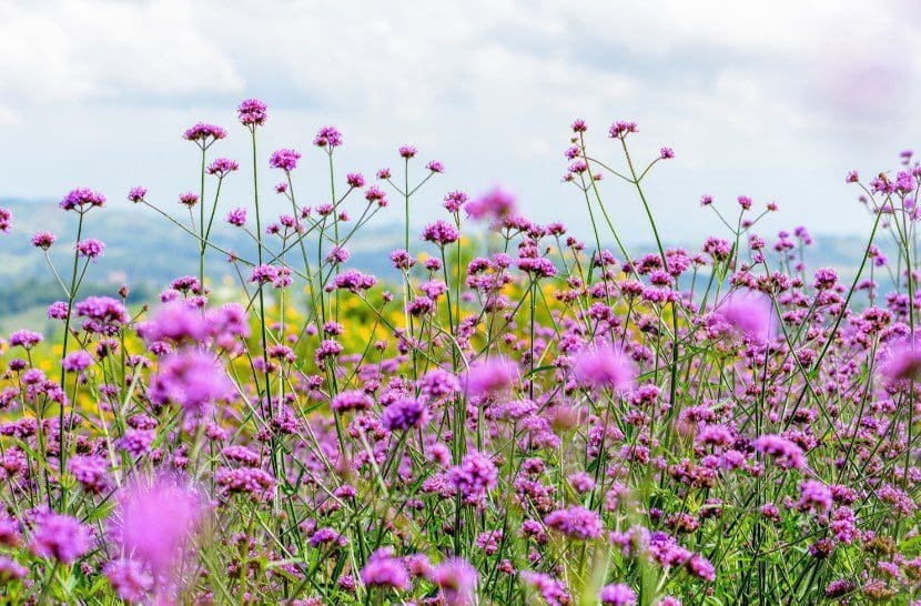 A vibrant cluster of Verbena flowers Bright purple verbena flowers blooming in a sunny garden