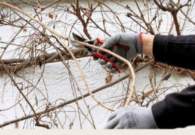 Wisteria Pruning. Step1 Wisteria Pruning. Step1