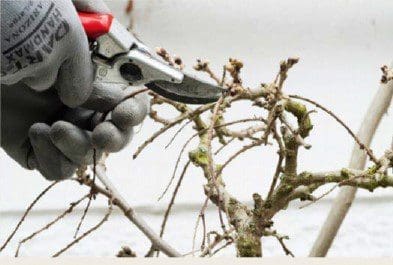 Wisteria Pruning. Step2 Wisteria Pruning. Step2