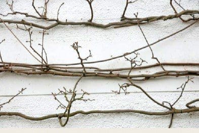 Wisteria Pruning. Step3