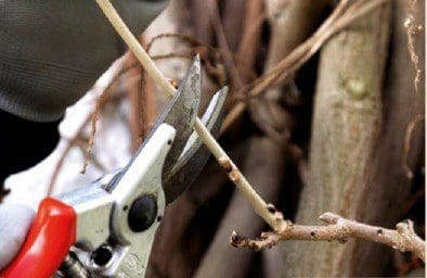 Wisteria Pruning. Step4 Wisteria Pruning. Step4