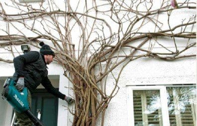 Wisteria Pruning. Step5 Wisteria Pruning. Step5