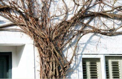Wisteria Pruning Wisteria Pruning
