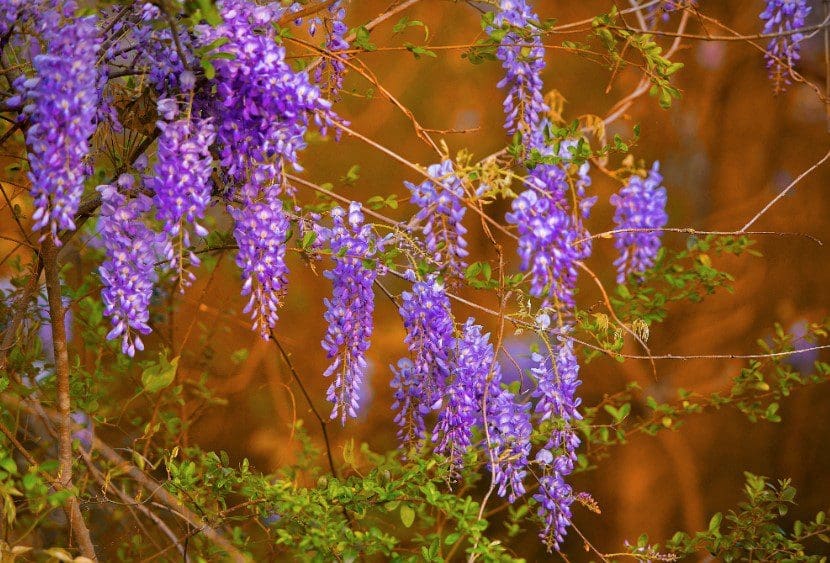 Wisteria Wisteria