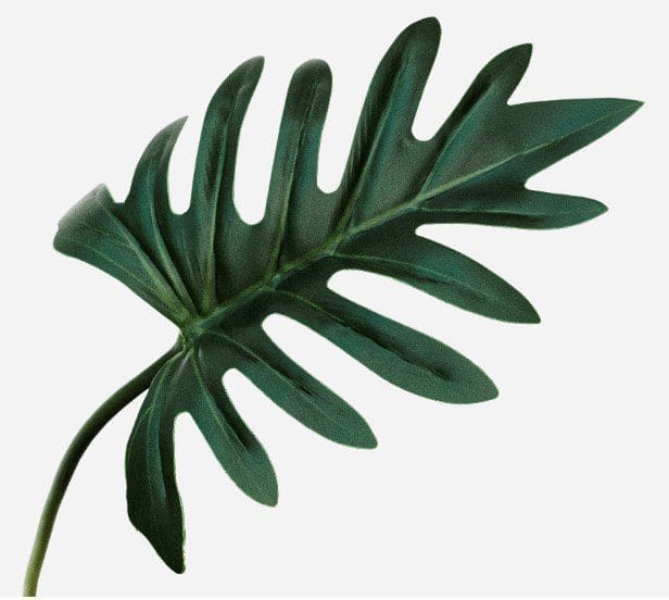 Xanadu Philodendron Plant A lush, bushy Xanadu Philodendron plant showing off its deeply lobed, glossy green leaves.