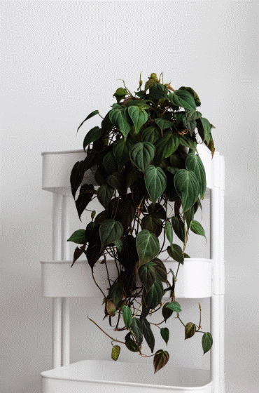 philodendron micans philodendron micans