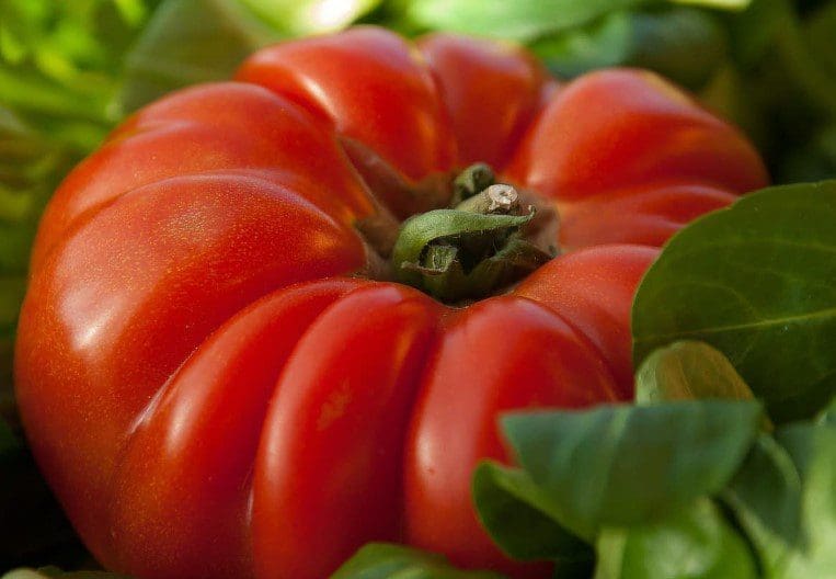 Beefmaster Tomato Beefmaster Tomato