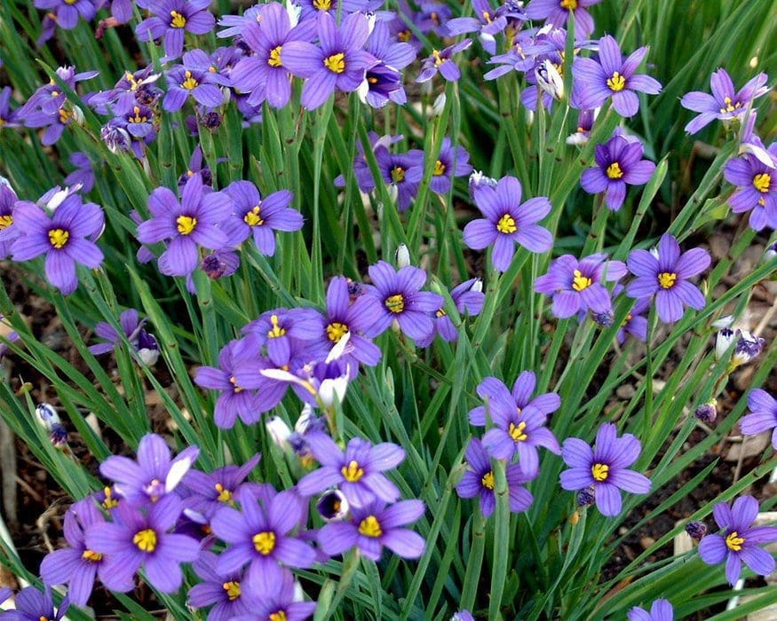 Blue-Eyed Grass Blue-Eyed Grass