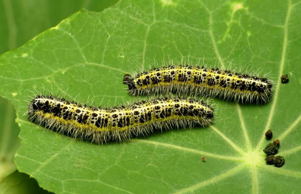 Caterpillars Caterpillars
