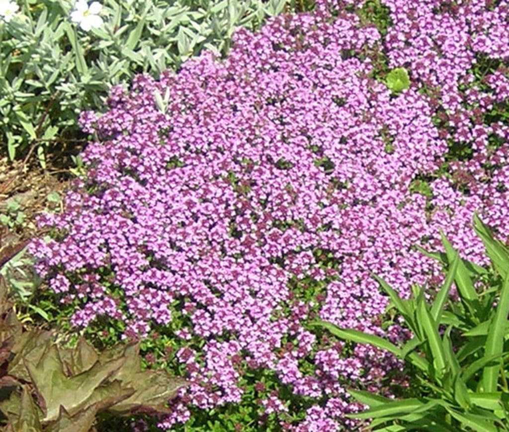 Creeping Thyme Creeping Thyme