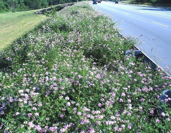 Crown Vetch Crown Vetch