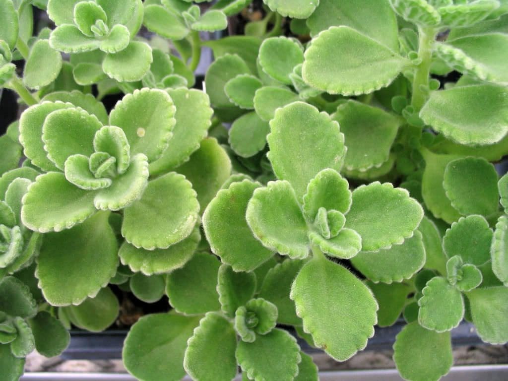 Cuban Oregano Plant A close-up of the thick, fleshy, velvety green leaves of a Cuban Oregano plant.