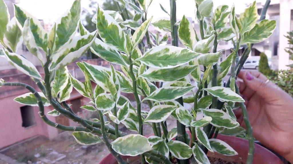 Devils Backbone Plant Devils Backbone Plant